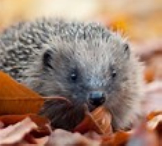 Norfolks Hedgehogs - Family Event, Norfolk Wildlife Trust Cley Marshes, Coast Road, Cley, Norfolk, NR25 7SA | Meet the live hedgehogs which are in the care of Hedgehog Haven face to face. | animals, guide, nature, family